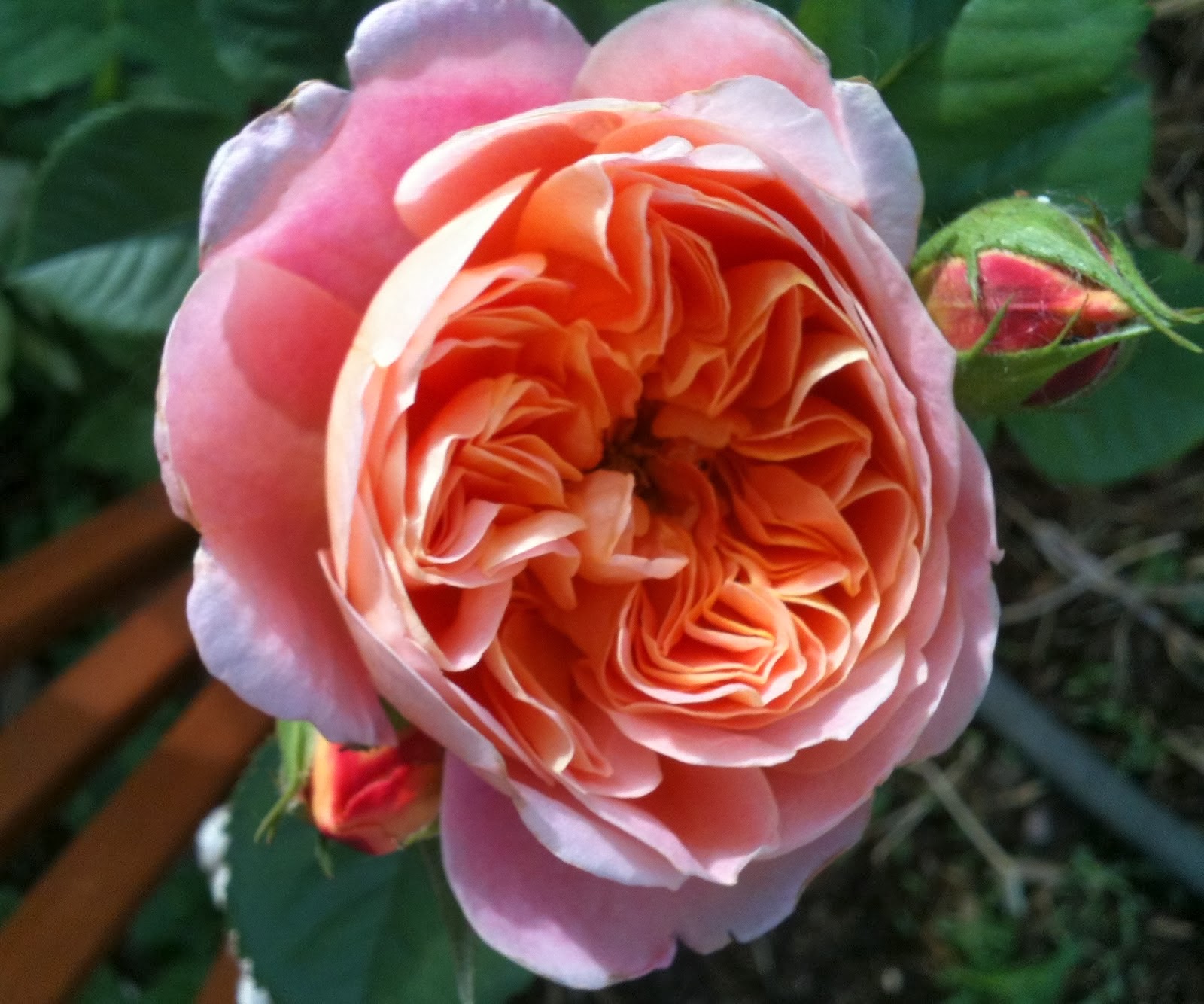 Damask rose